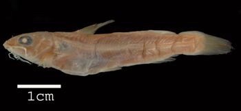 Media type: image; Ichthyology 35937